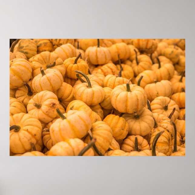 Eine große Menge an Pumpkins Poster (Vorne)