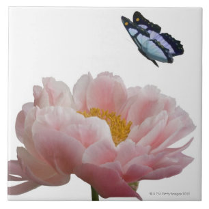 eine große rosa Pfingstrose wird durch ein Fliese