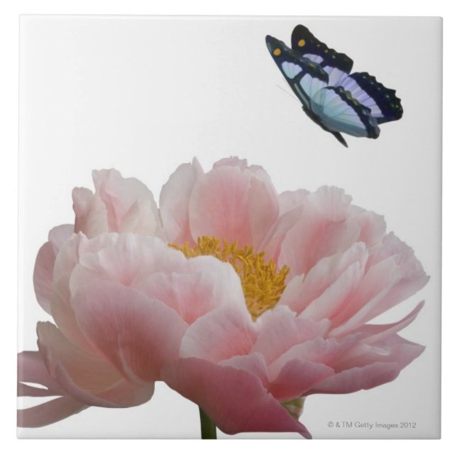 eine große rosa Pfingstrose wird durch ein Fliese (Vorderseite)