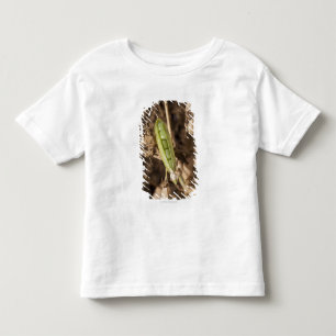 Eine grüne Erbsen-Hülse auf einer getrockneten Kleinkind T-shirt