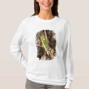 Eine grüne Erbsen-Hülse auf einer getrockneten T-Shirt