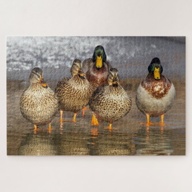 Eine Gruppe Enten-Foto Puzzle (Horizontal)
