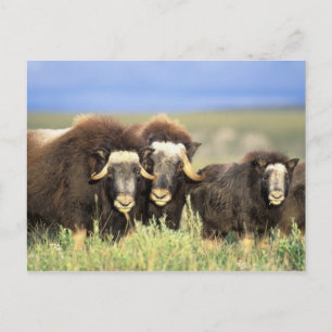 Eine Gruppe Moschusochsen äst auf Weidensträuchern Postkarte
