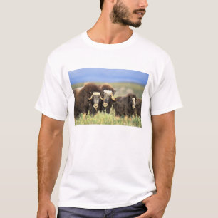 Eine Gruppe Moschusochsen äst Weidensträucher auf T-Shirt