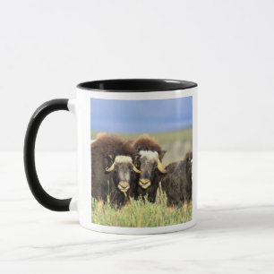 Eine Gruppe Moschusochsen sucht Weidensträucher ab Tasse