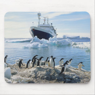 Eine Gruppe Penguins stehend auf einem eisigen Mousepad