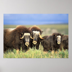 Eine Gruppe von muskoxen grasen auf Weidesträuchen Poster