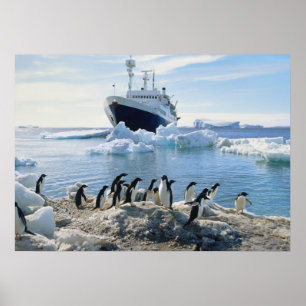 Eine Gruppe von Pinguinen, die an einem Icy Beach  Poster