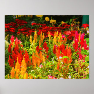 Eine Gruppe von Prinzen von Wales Feathers Poster