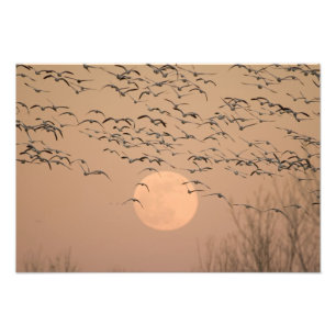Eine Gruppe von wandernden Schneegänsen, Grus Fotodruck