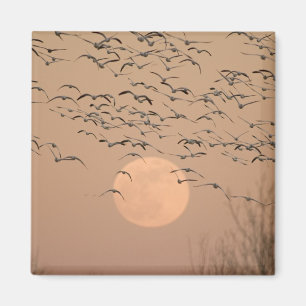 Eine Gruppe von wandernden Schneegänsen, Grus Magnet
