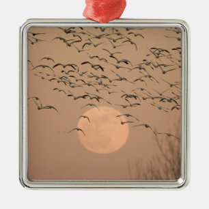 Eine Gruppe von wandernden Schneegänsen, Grus Silbernes Ornament