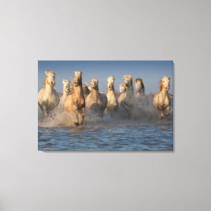 Eine Gruppe weiße Pferde in der Camargue Region Leinwanddruck