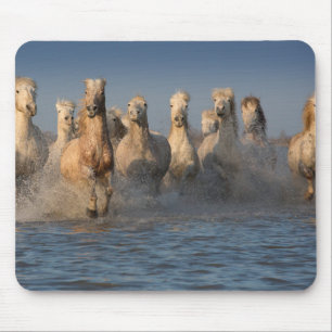 Eine Gruppe weiße Pferde in der Camargue Region Mousepad