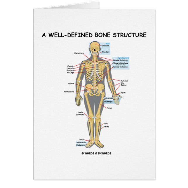 Eine gut definierte Knochen-Struktur (menschliches (Vorne)