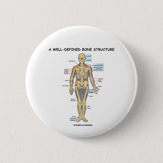 Eine gut definierte Knochen-Struktur (menschliches Button (Vorderseite)