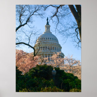 Eine Hauptstadt Cherry Blossom Poster
