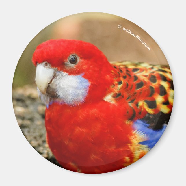 Eine heiße Rosella im Osten am Wassersportzentrum Magnet (Vorne)