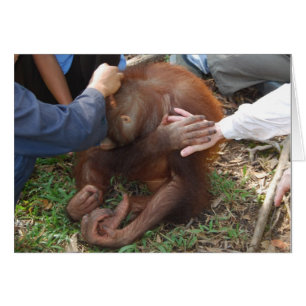 Eine helfende Hand für Orangutanen
