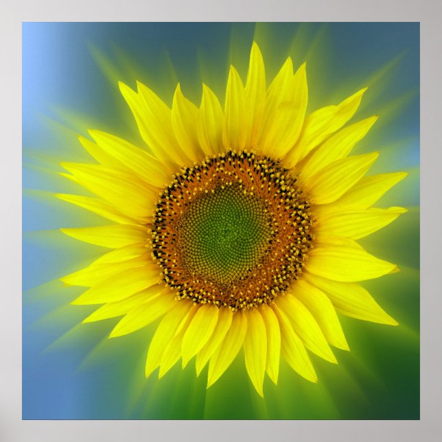 eine helle Sonnenblume Poster (Vorne)