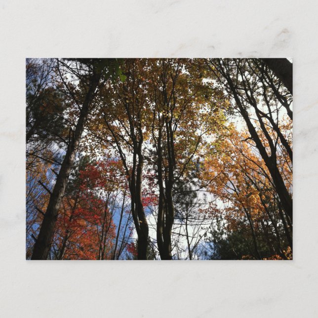 Eine Herbstwanderung im New Yorker Staat Postkarte (Vorderseite)