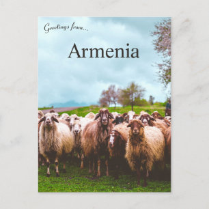 Eine Herde Schafe in der Provinz Kotayk Armenien Postkarte