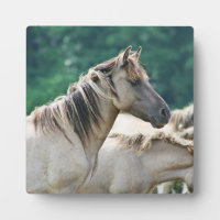 Eine Herde von Brumby Pferden aus Australien