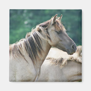 Eine Herde von Brumby Pferden aus Australien Magnet