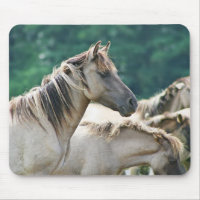 Eine Herde von Brumby Pferden aus Australien