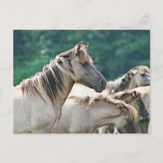 Eine Herde von Brumby Pferden aus Australien Postkarte (Vorderseite)