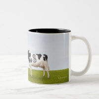 Eine Holstein-Milchkuh mit Stellen in Form