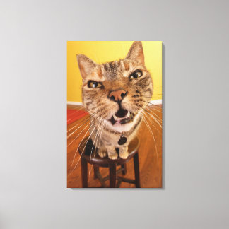 Eine humorvolle kleine Katze sitzt auf einem Hocke Leinwanddruck