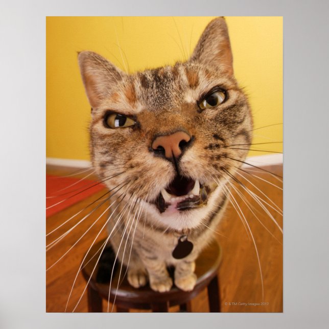 Eine humorvolle kleine Katze sitzt auf einem Hocke Poster (Vorne)