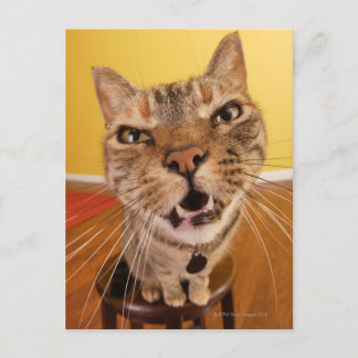 Eine humorvolle kleine Katze sitzt auf einem Hocke Postkarte