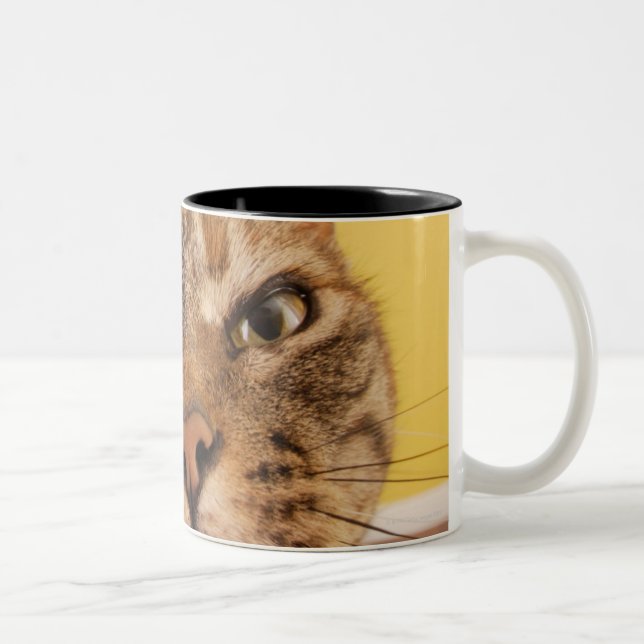 Eine humorvolle kleine Katze sitzt auf einem Zweifarbige Tasse (Rechts)