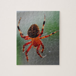 Eine hungrige Spinne wartet Puzzle