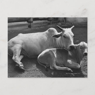 Eine indische Kuh und ihr Kalb liegen in einem Hof Postkarte