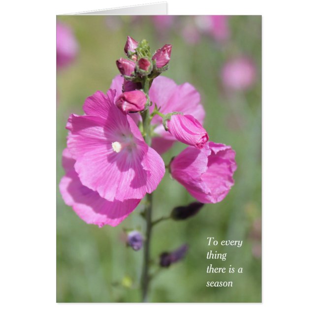 Eine Jahreszeit und Zeit für Hollyhock-Jeden Anlaß (Vorne)