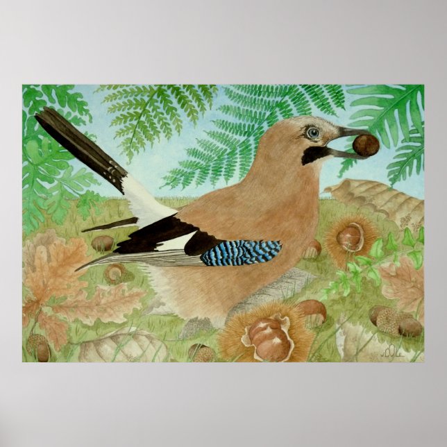 Eine Jay im Herbst Poster (Vorne)