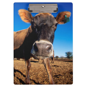 Eine Jersey-Kuh ist neugierig Klemmbrett