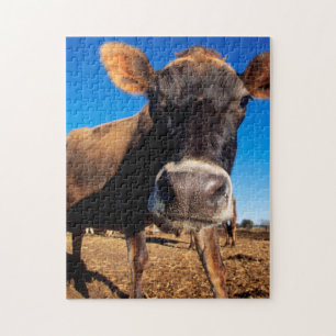 Eine Jersey-Kuh ist neugierig Puzzle