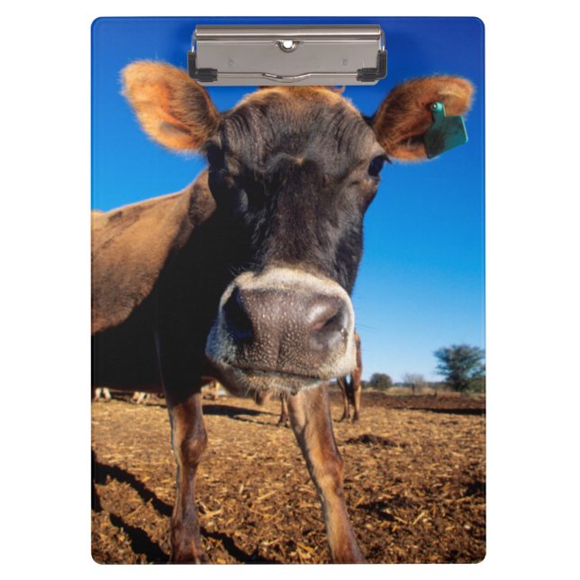 Eine Jerseykuh ist neugierig Klemmbrett (Vorderseite)