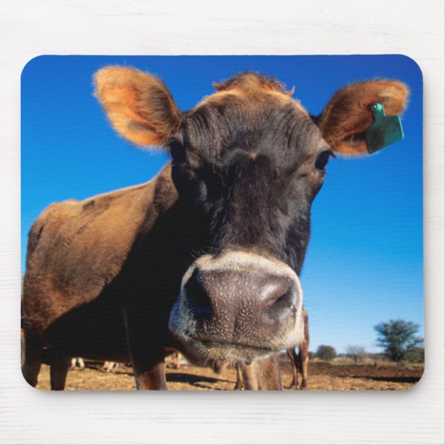 Eine Jerseykuh ist neugierig Mousepad (Vorne)