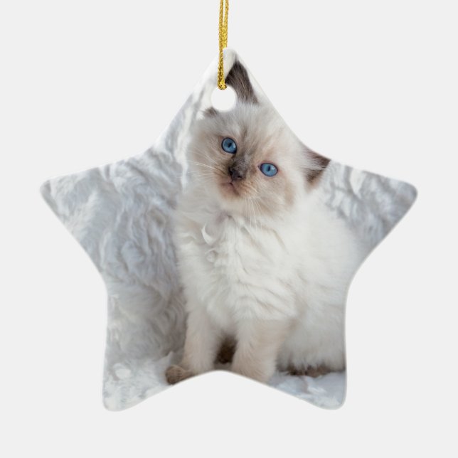 Eine junge ragdoll Katze, die auf Pelz im Stuhl Keramik Ornament (Vorne)