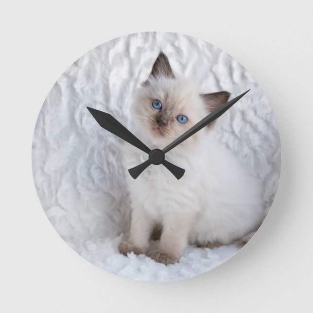 Eine junge ragdoll Katze, die auf Pelz im Stuhl Runde Wanduhr (Vorderseite)
