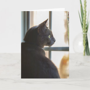 Eine Katze bietet hallo oder Beileid an Karte