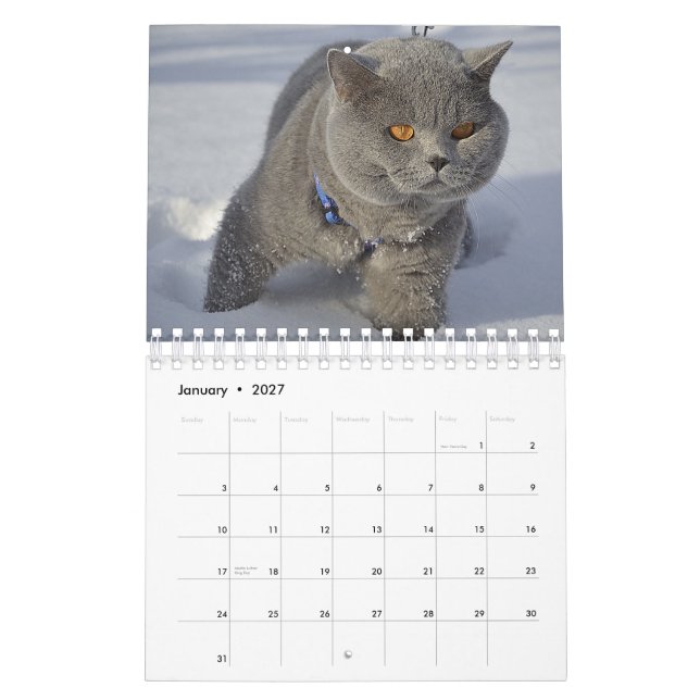 Eine Katze für jeden Saisonkalender Kalender (Jan 2027)