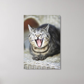 Eine Katze gähnt, Schweden. Leinwanddruck