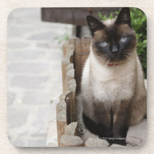 Eine Katze Getränkeuntersetzer