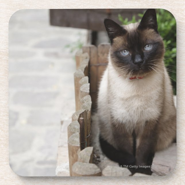 Eine Katze Getränkeuntersetzer (Vorderseite)